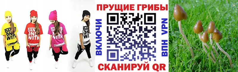 Купить закладки  Киселёвск  Галлюциногенные грибы Magic Shrooms 